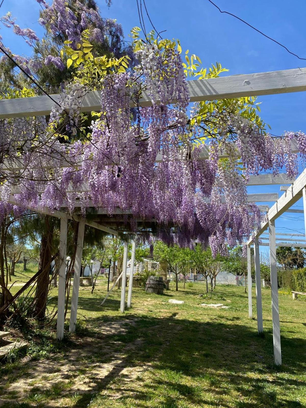 Agriturismo Tenuta La Monaca Aradeo Екстериор снимка